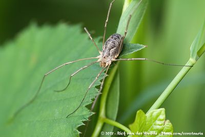 Harvestmen  (Gewone Hooiwagen)