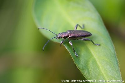 (Reed Beetle)Donacia marginata
