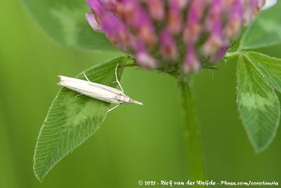 Straw Grass-Veneer MothAgriphila straminella
