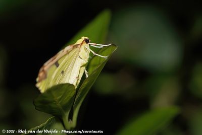 Brimstone MothOpisthograptis luteolata