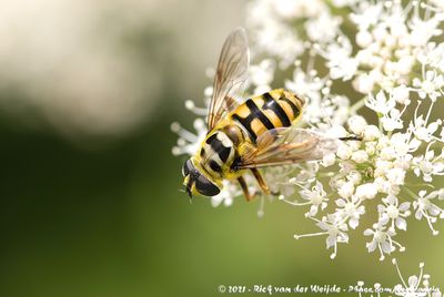 Batman HoverflyMyathropa florea