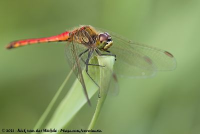 Spotted DarterSympetrum depressiusculum