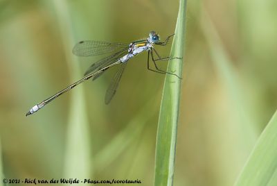 Common SpreadwingLestes sponsa