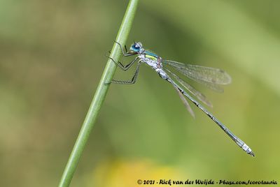 Common SpreadwingLestes sponsa