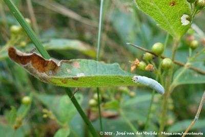 (Sawfly)Monostegia abdominnalis