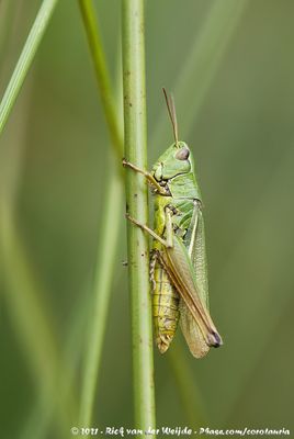 Water-Meadow GrasshopperPseudochorthippus montanus