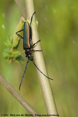 Musk BeetleAromia moschata ssp.