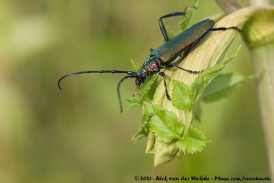 Musk Beetle<br><i>Aromia moschata ssp.</i>