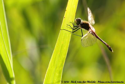 Spotted Darter<br><i>Sympetrum depressiusculum</i>