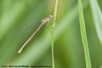 Siberian Winter DamselflySympecma paedisca