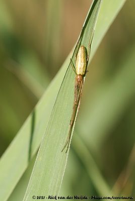 Striped Stretch Spider  (Rietstrekspin)