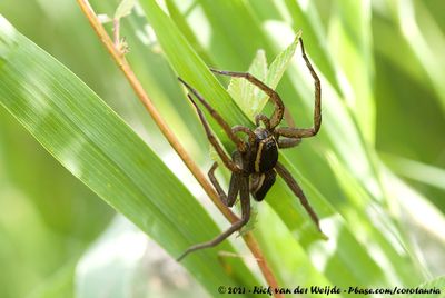 Fishing Spider specDolomedes spec.