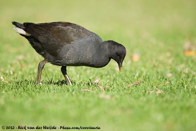 Dusky MoorhenGallinula tenebrosa tenebrosa