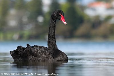 Black SwanCygnus atratus