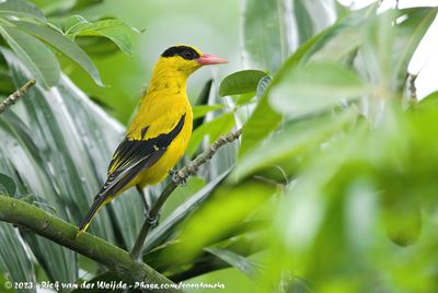 Black-Naped Oriole  (Chinese Wielewaal)
