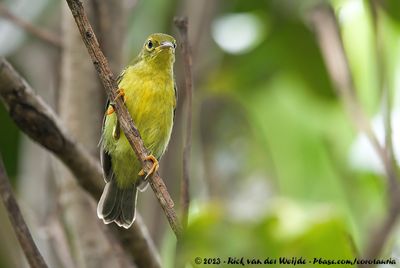 Brown-Throated SunbirdAnthreptes malacensis malacensis