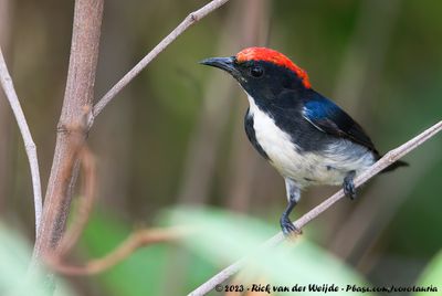 Scarlet-Backed Flowerpecker  (Roodrughoningvogel)