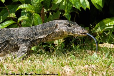 Common Water Monitor  (Indische Varaan)