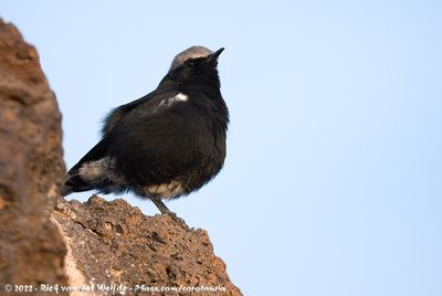 Mountain WheatearMyrmecocichla monticola ssp.