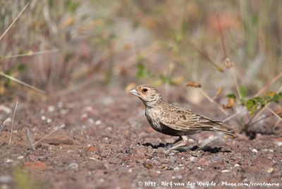 Grey-Backed Sparrow-LarkEremopterix verticalis damarensis