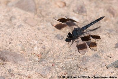 Southern Banded GroundlingBrachythemis leucosticta