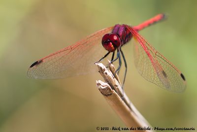 Red-Veined DropwingTrithemis arteriosa arteriosa