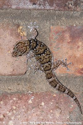 Bibron's Thick-Toed GeckoChondrodactylus bibronii