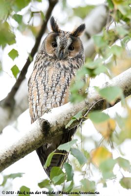 Long-Eared Owl<br><i>Asio otus otus</i>