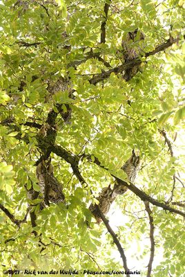 Long-Eared OwlAsio otus otus