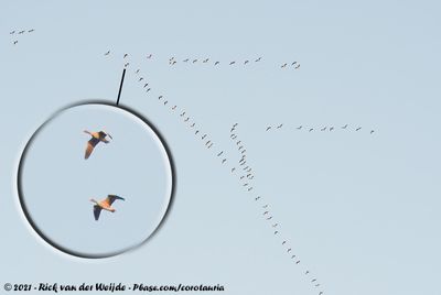 Greylag GooseAnser anser ssp.