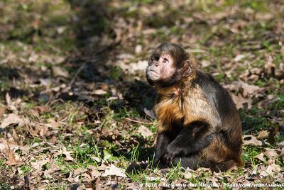 Yellow-Breasted Capuchin  (Geelborstkapucijnaap)