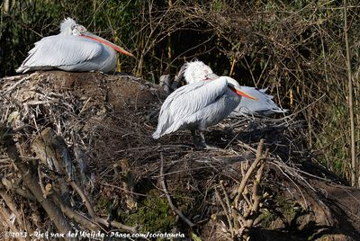 Dalmatian PelicanPelecanus crispus