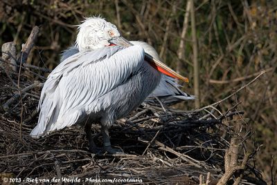 Dalmatian PelicanPelecanus crispus