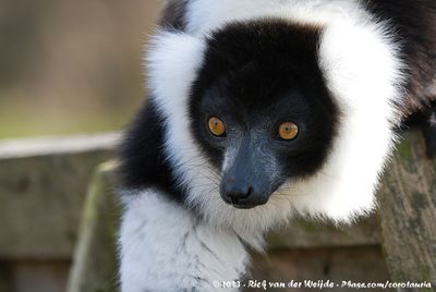 Lemurs  (Maki's)