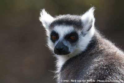 Ring-Tailed Lemur  (Ringstaartmaki)