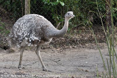 Lesser RheaRhea pennata ssp.