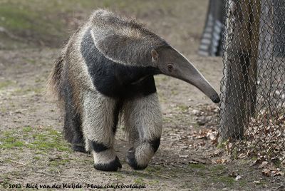 Giant Anteater  (Reuzenmiereneter)