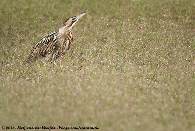 Eurasian Bittern<br><i>Botaurus stellaris stellaris</i>