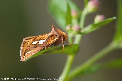 Gold Spot  (Goudvenstertje)