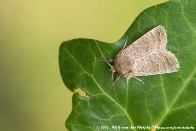 Vine's RusticHoplodrina ambigua