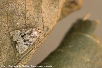 Lesser Common Rustic / Common Rustic  (Weidehalmuiltje / Halmrupsvlinder)