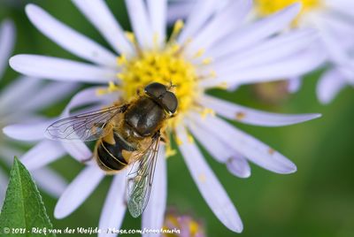 Stripe-Faced Dronefly<br><i>Eristalis nemorum</i>