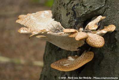 Mushrooms  (Paddenstoelen)