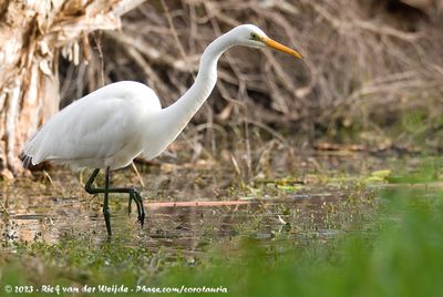 Great EgretArdea alba modesta