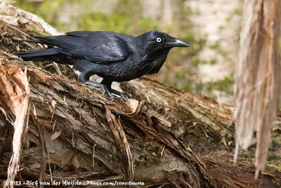 Australian Raven  (Australische Raaf)