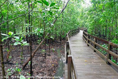 Boardwalk through the Mangrove