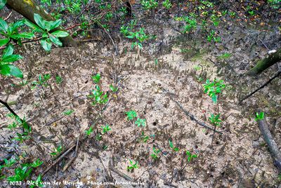 Signs of Life in the Singaporean Mangrove