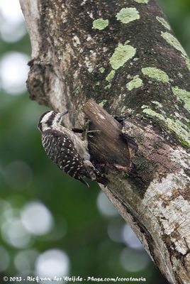 Sunda Pygmy WoodpeckerYungipicus moluccensis moluccensis