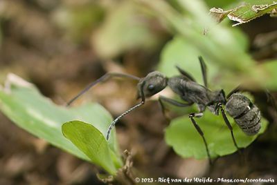 Bornean Queenless Antdiacamma rugosum rugosum