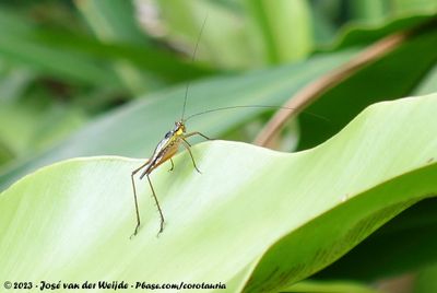 Nisitrus malaya